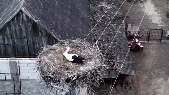 Pierwsze bociany wróciły już do naszego regionu