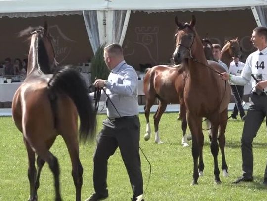 Aukcja koni odbędzie się tradycyjnie w Janowie Podlaskim
