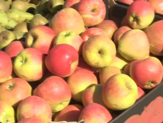 Biegiem przez Platerów - sportowe emocje w sercu gminy