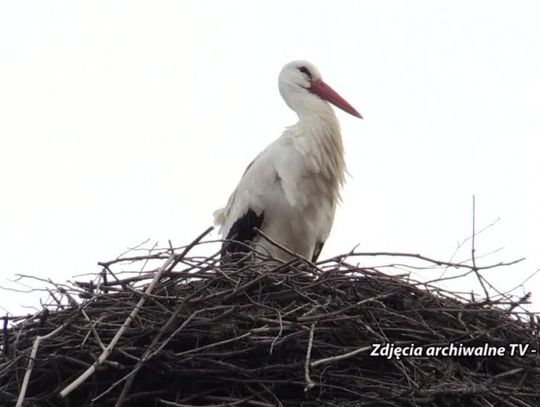 Bociany coraz bliżej Polski, a więc nachodzi wiosna