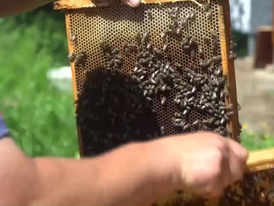 Co się stało z pszczołami w gminie Konstantynów?