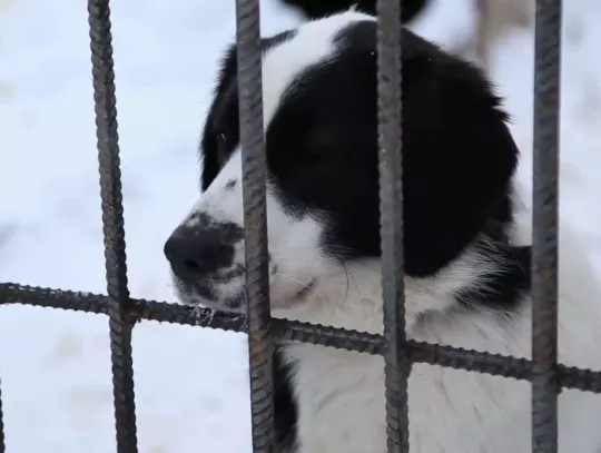 Gdy temperatura spada, odpowiedzialność rośnie.