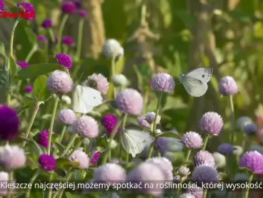 Informacje z Mazowsza 61