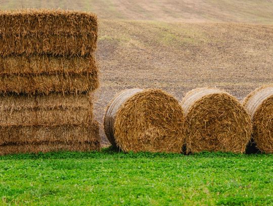 Jak zabezpieczyć siano przed wilgocią? Fliz na siano a jakość przechowywanej paszy