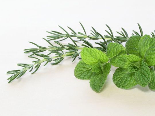 Moc rozmarynu i mięty – naturalne sposoby na redukcję stresu w codziennym życiu