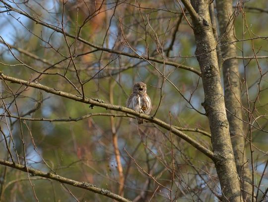 PGE wsparła badania populacji sów w Roztoczańskim Parku Narodowym 