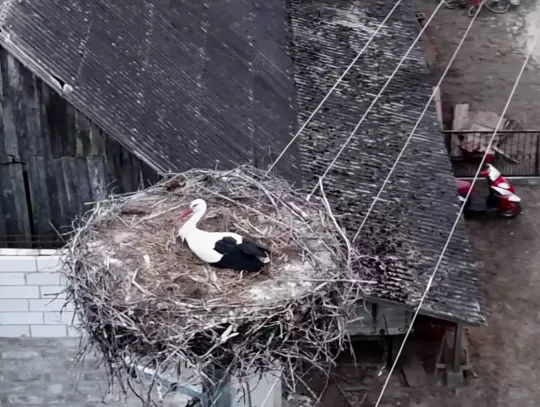 Pierwsze bociany wróciły już do naszego regionu