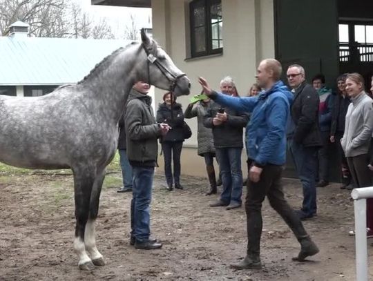 Ponad 20 koni sprzedano podczas jesiennej aukcji w Janowie Podlaskim