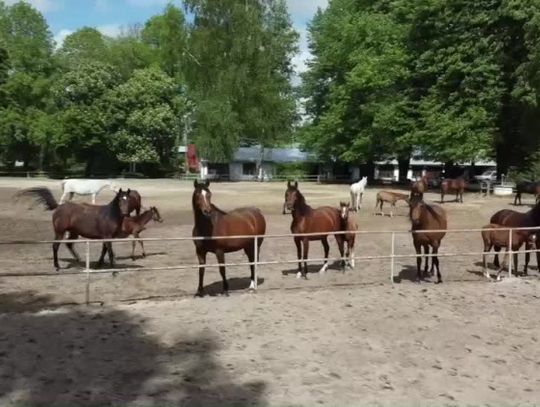 Pride Of Poland w Janowie Podlaskim