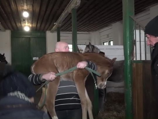 Rozpoczął się sezon wyźrebień w Janowie Podlaskim
