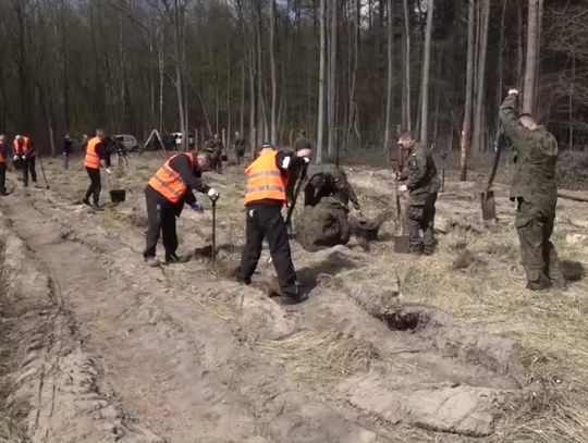 Sadzenie lasu dla papieża – Biała Podlaska