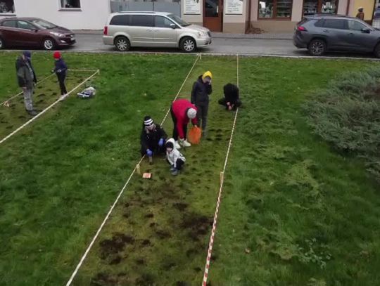 Sadzenie tulipanów w Międzyrzecu Podlaskim
