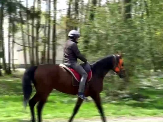 Sezon wyścigów konnych