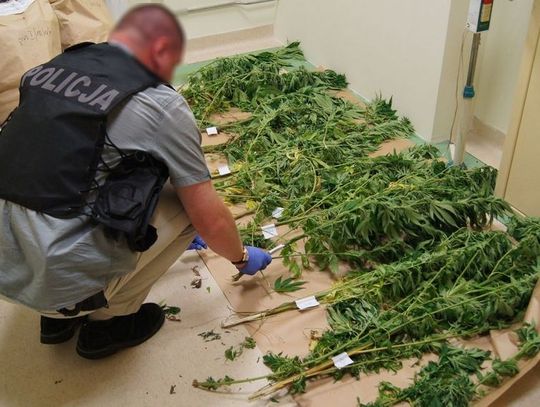 Siedleccy kryminalni zabezpieczyli znaczne ilości narkotyków