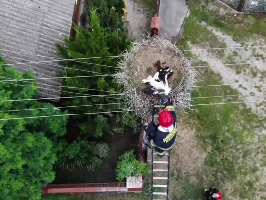 Strażacy uratowali bocianka