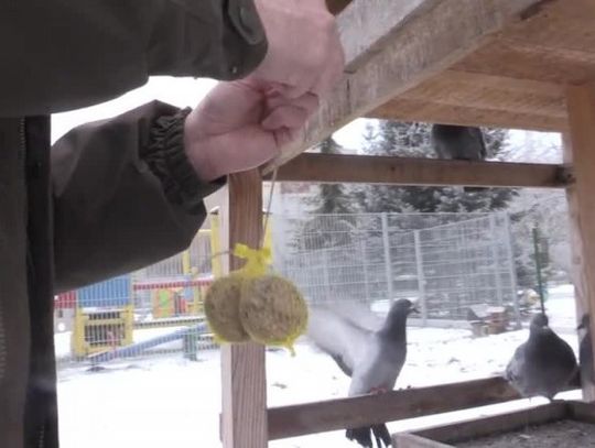 Tropem Przyrody - Dokarmianie ptaków zimą
