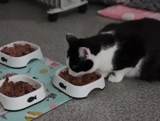 Wyjątkowi mieszkańcy miejskiej kociarni w Siedlcach wciąż czekają na swój dom