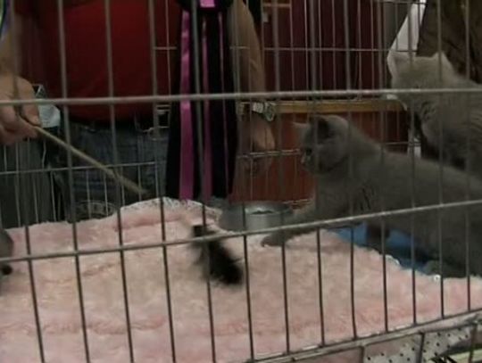 Wystawa kotów w Chodowie