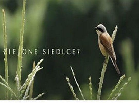 Zielone Siedlce? Naturalnie!