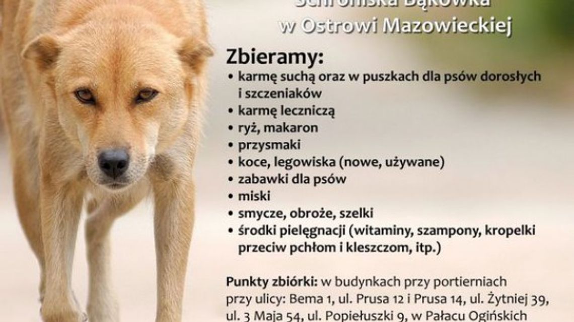 Bezdomne psiaki nas potrzebują!