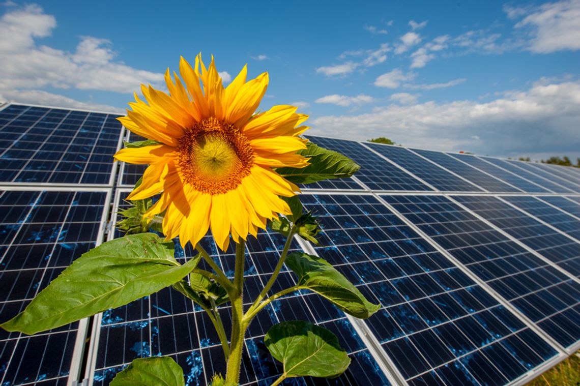 PGE złożyła wnioski o trzy nowe pozwolenia lokalizacyjne dla morskich farm wiatrowych
