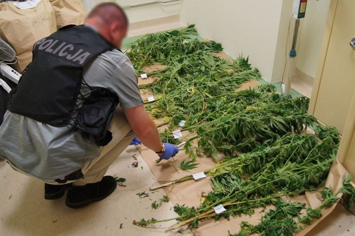 Siedleccy kryminalni zabezpieczyli znaczne ilości narkotyków